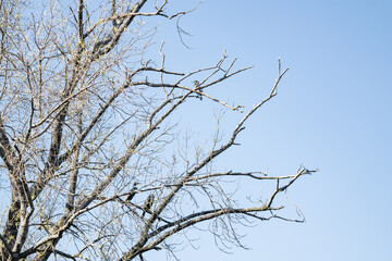 A leafless tree with a spooky appearance at dawn against a blue sky with waterfowl on its branches. A family of cormorants on dry tree branches.