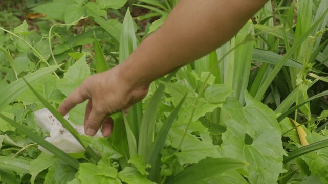 Hand removing plastic trash from green pandan plants and bushes
