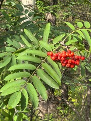 Fototapeta premium vibrant rowan berries with green foliage in bright red and green representing autumn nature. High quality photo