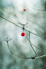 Red berries against a backdrop of blue snow. Winter mood, cold, autumn