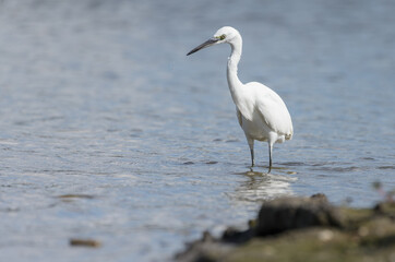 The little egret