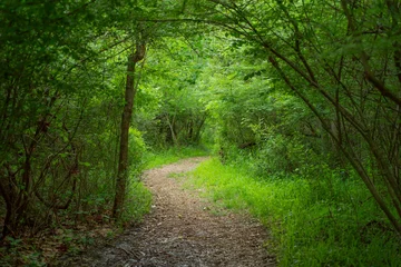 Fototapete Waldweg Overgrown hiking trail  © taylor