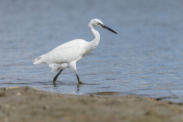 The little egret