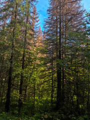 Fototapeta premium tall dense forest with green and brown trees and vibrant red rowan berries under a clear blue sky representing wild nature and changing seasons. High quality photo