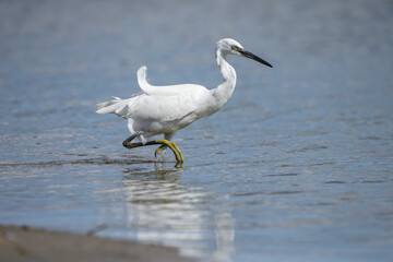 The little egret