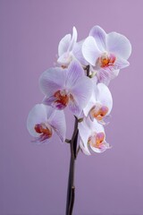 Obraz premium Elegant orchid bloom on lavender background for floral design
