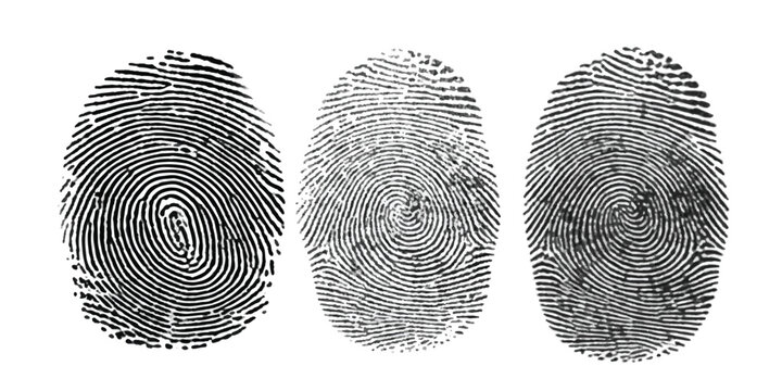 Real fingerprint in white background Engraved fingerprint pattern collection for security and design projects