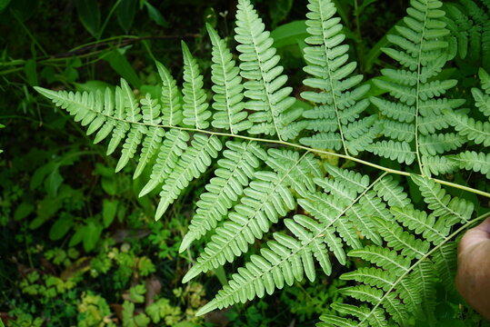 Pteridium aquilinum, Gosari, Korean wild fern rich in calcium and fiber with detox and diuretic effects