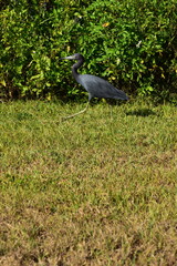 Fototapeta premium Tropical bird walking in the swamp.