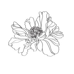 Vector line art drawing of a peony flower