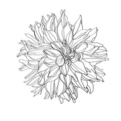 Vector line art drawing of a  dahlia flower