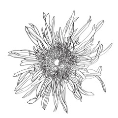 Vector line art drawing of a sunflower