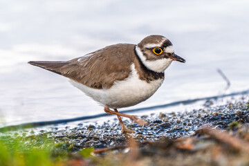 Little ringed plover (Charadrius dubius), bird standing on the lake shore