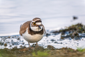 Little ringed plover (Charadrius dubius), bird standing on the lake shore