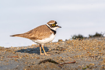 Little ringed plover (Charadrius dubius), bird standing on the lake shore
