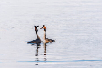 Mating games of two water birds Great Crested Grebes. Two waterfowl birds Great Crested Grebes swim in the lake with heart shaped silhouette