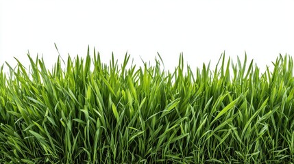 Fototapeta premium Lush green grass isolated on white background, perfect for nature designs.