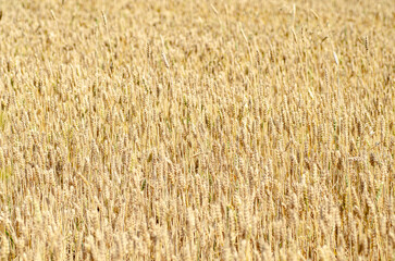 Calm and even horizontal background of ripe wheat ears. Neutral natural pattern in golden tones. Perfect textured backdrop for text, design projects, or website header.