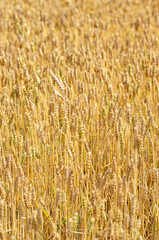 Calm and even vertical background of ripe wheat ears. Neutral natural pattern in golden tones. Perfect textured backdrop for text, design projects, or website header.