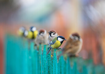 Many small birds tits and sparrows sitting in a row on a wooden fence © nataba