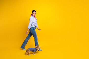 Naklejka premium Young woman walking her Chihuahua on a yellow background, smiling and wearing casual chic clothing for a stylish vibe