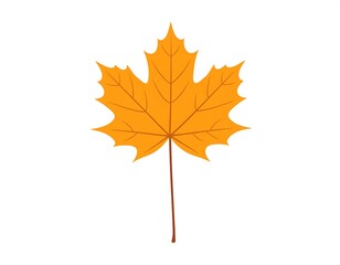 Fototapeta premium Autumn Maple Leaf Image.