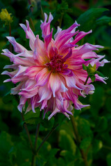 Large violet dahlia flower on dark green background
