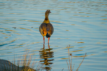 Lonely goose standing at the water's edge of lake