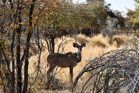 Duku in africa