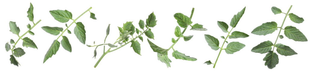 Tomato plant branches with green leaves isolated on white, set