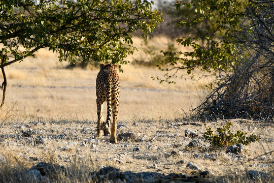 Ghepardo in natura