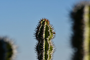 Naklejka premium Cactus su sfondo naturale