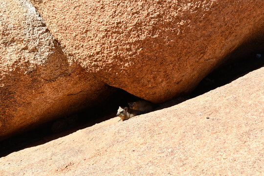 Dessy a Spitzkoppe