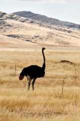 Naklejka premium Animale in natura in Africa