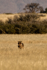 Naklejka premium Facocero pumba in natura