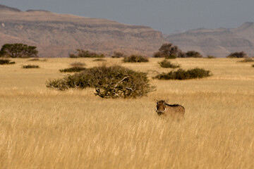 Facocero pumba in natura