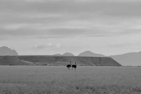 Animale in natura in Africa