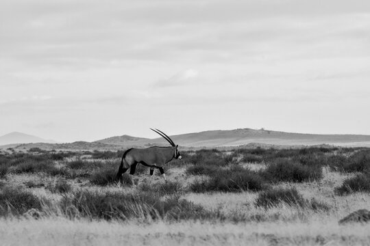 Animale in natura in Africa