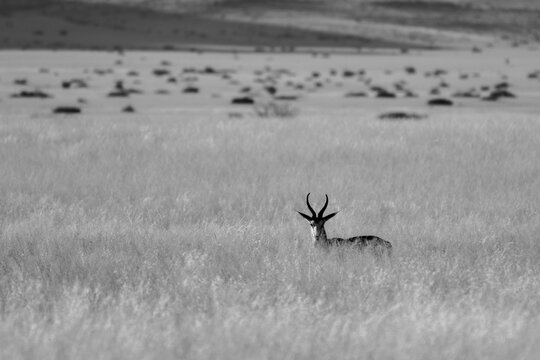 Animale in natura in Africa