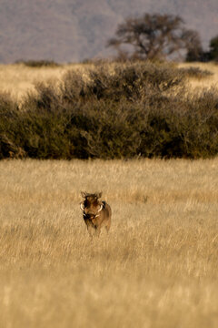 Facocero pumba in natura