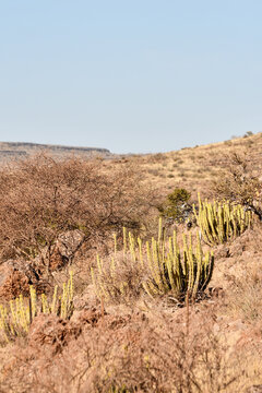 cactus nel deserto