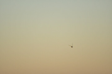 birds in the sky