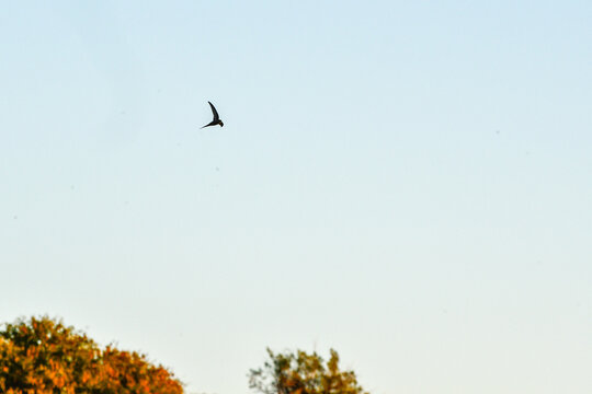 birds in the sky