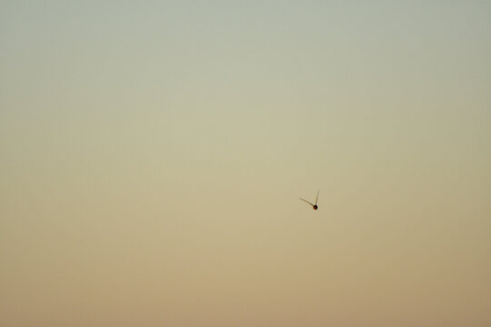 birds in the sky