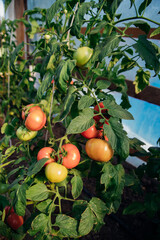 A branch with ripe pink and green tomatoes grown in the garden in summer. Vegetable cultivation, agriculture.