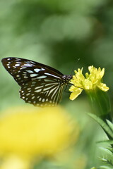 butterfly on flower