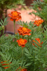 orange marigold flower