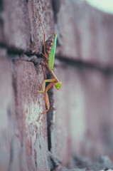 Close-up of praying mantis climbing on brick wall