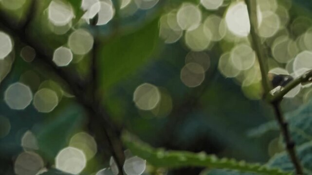 Close-up video shot of a vibrant green leaf from a low angle, highlighting intricate vein patterns and natural texture in sharp detail. Live desktop wallpaper.