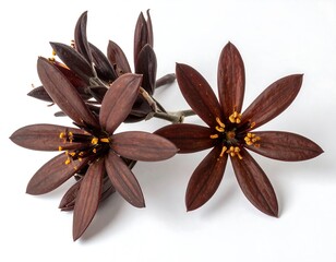 Dark Maroon Flowers Closeup.
